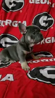 Yogi, a male French Bulldog for sale in Greenwood, FL – 6 of 10