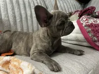 Sadie , a female French Bulldog for sale in Greenwood, FL – 9 of 10