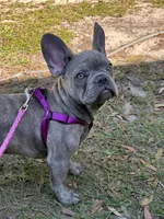 Sadie , a female French Bulldog for sale in Greenwood, FL – 9 of 10