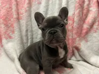 Charlotte, a female French Bulldog for sale in Greenwood, FL – 3 of 5