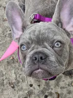 Sadie , a female French Bulldog for sale in Greenwood, FL – 5 of 10