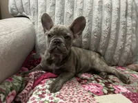 Sadie , a female French Bulldog for sale in Greenwood, FL – 10 of 10