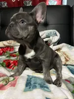 Charlotte, a female French Bulldog for sale in Greenwood, FL – 8 of 8
