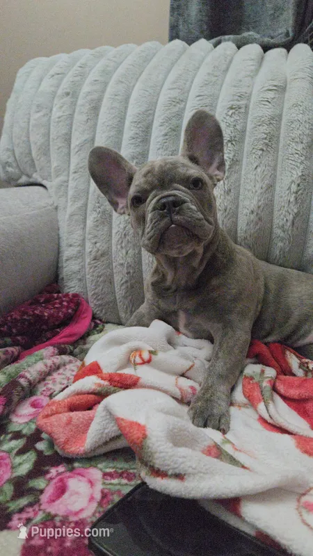 Sadie  – French Bulldog puppy for sale in Greenwood, FL