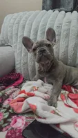 Sadie , a female French Bulldog for sale in Greenwood, FL – 1 of 7