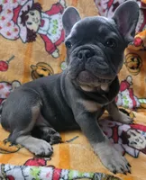 Yogi Bear , a male French Bulldog for sale in Greenwood, FL – 8 of 10