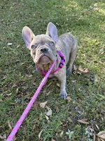 Sadie , a female French Bulldog for sale in Greenwood, FL – 10 of 10