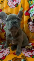 Sadie , a female French Bulldog for sale in Greenwood, FL – 5 of 10