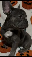 Charlotte, a female French Bulldog for sale in Greenwood, FL – 3 of 7