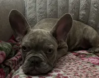 Sadie , a female French Bulldog for sale in Greenwood, FL – 4 of 7