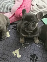 Yogi, a male French Bulldog for sale in Greenwood, FL – 2 of 10