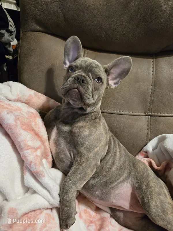 Sadie – French Bulldog puppy for sale in Greenwood, FL