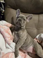 Sadie, a female French Bulldog for sale in Greenwood, FL – 1 of 10