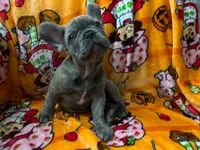 Sadie , a female French Bulldog for sale in Greenwood, FL – 6 of 10