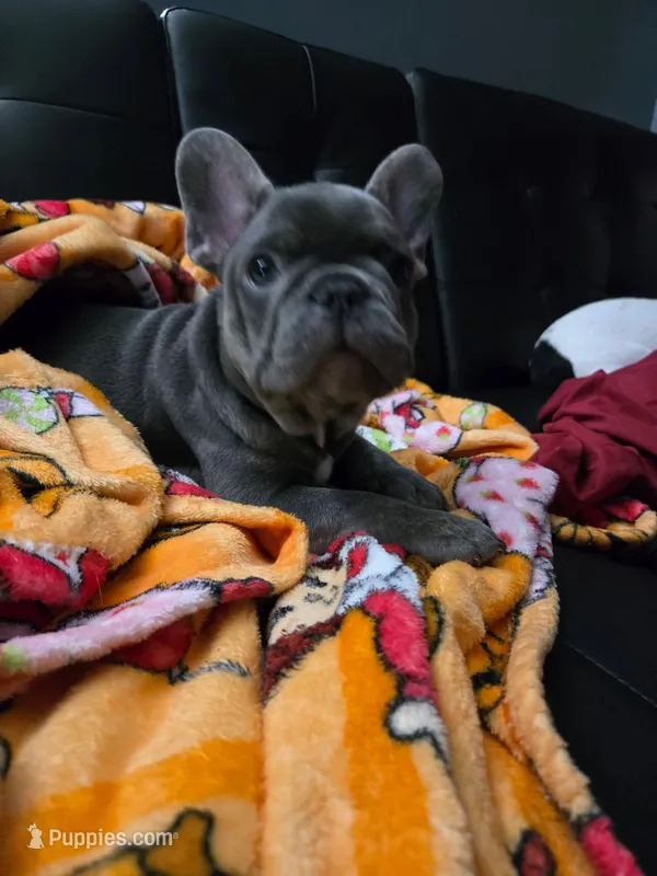 Blu – French Bulldog puppy for sale in Greenwood, FL