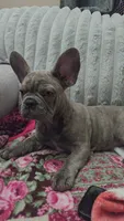Sadie , a female French Bulldog for sale in Greenwood, FL – 6 of 6