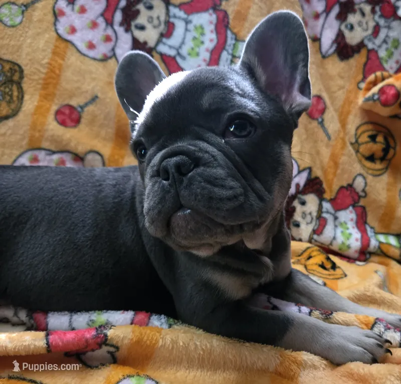 Yogi Bear  – French Bulldog puppy for sale in Greenwood, FL