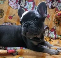 Yogi Bear , a male French Bulldog for sale in Greenwood, FL – 1 of 10