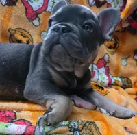 YOGI , a male French Bulldog for sale in Greenwood, FL – 2 of 10