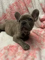 Sadie , a female French Bulldog for sale in Greenwood, FL – 2 of 10