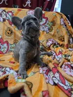 Sadie , a female French Bulldog for sale in Greenwood, FL – 9 of 10