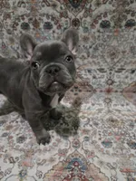 Charlotte, a female French Bulldog for sale in Greenwood, FL – 7 of 8