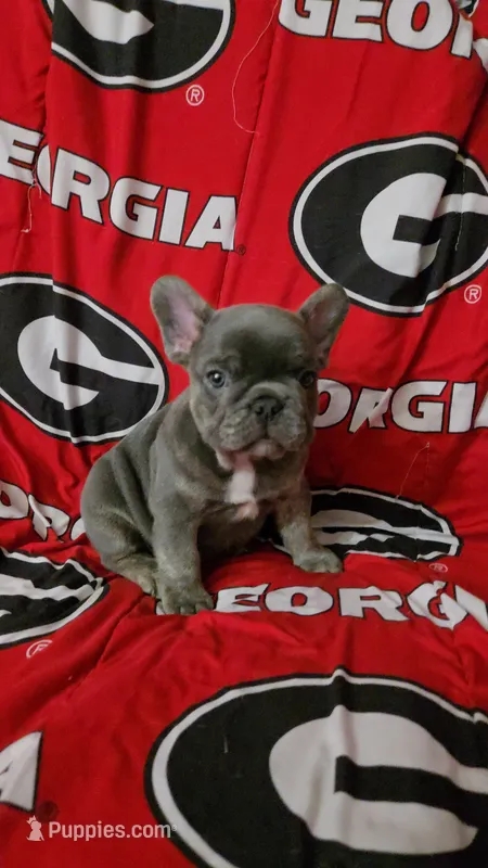 Blu – French Bulldog puppy for sale in Greenwood, FL