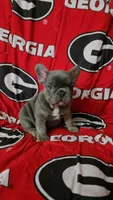 Blu, a male French Bulldog for sale in Greenwood, FL – 1 of 10
