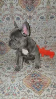 Charlotte, a female French Bulldog for sale in Greenwood, FL – 2 of 8