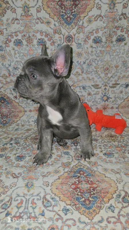 Charlotte – French Bulldog puppy for sale in Greenwood, FL