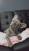 Sadie, a female French Bulldog for sale in Greenwood, FL – 7 of 8