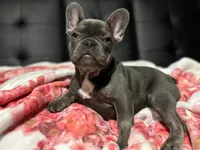 Charlotte, a female French Bulldog for sale in Greenwood, FL – 1 of 9