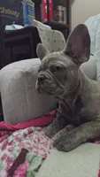 Sadie , a female French Bulldog for sale in Greenwood, FL – 4 of 7