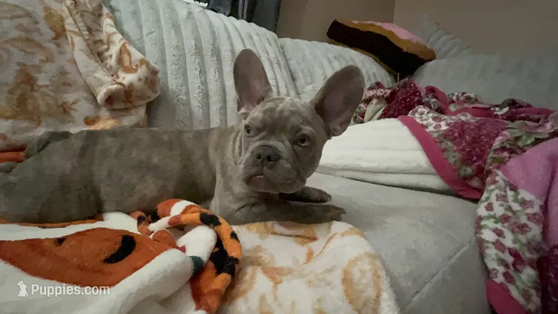 Sadie  – French Bulldog puppy for sale in Greenwood, FL