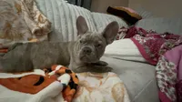 Sadie , a female French Bulldog for sale in Greenwood, FL – 1 of 10