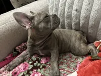 Sadie , a female French Bulldog for sale in Greenwood, FL – 3 of 10