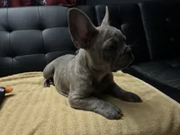 Sadie , a female French Bulldog for sale in Greenwood, FL – 8 of 10