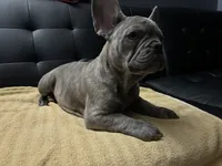 Sadie , a female French Bulldog for sale in Greenwood, FL – 10 of 10