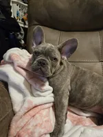 Sadie, a female French Bulldog for sale in Greenwood, FL – 6 of 10