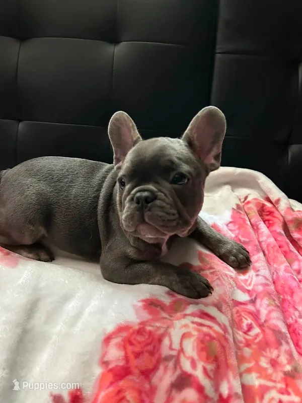 Blu  – French Bulldog puppy for sale in Greenwood, FL