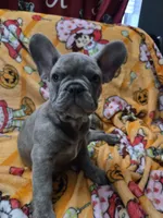 Sadie , a female French Bulldog for sale in Greenwood, FL – 5 of 10