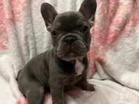 Charlotte, a female French Bulldog for sale in Greenwood, FL – 2 of 5