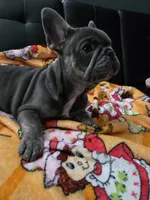 Blu, a male French Bulldog for sale in Greenwood, FL – 4 of 10