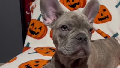 Sadie, a female French Bulldog for sale in Greenwood, FL – 8 of 8