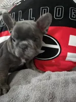 Blu, a male French Bulldog for sale in Greenwood, FL – 4 of 10