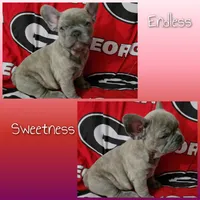  Sadie, a female French Bulldog for sale in Greenwood, FL – 8 of 9