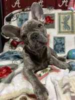 Sadie , a female French Bulldog for sale in Greenwood, FL – 4 of 6