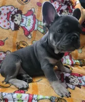 Yogi Bear , a male French Bulldog for sale in Greenwood, FL – 9 of 10