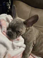 Sadie , a female French Bulldog for sale in Greenwood, FL – 5 of 10