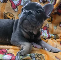 Yogi Bear , a male French Bulldog for sale in Greenwood, FL – 6 of 10